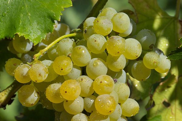 Comprar Planta de viña Garnacha Blanca