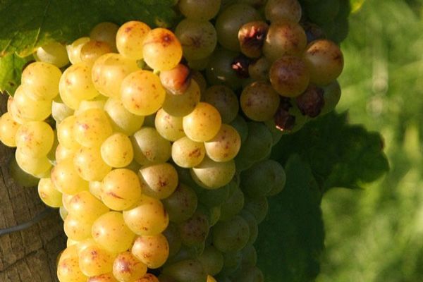 Venta de planta viña moscatel grano menudo