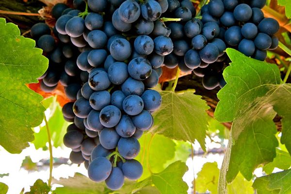 Comprar Planta de viña syrah