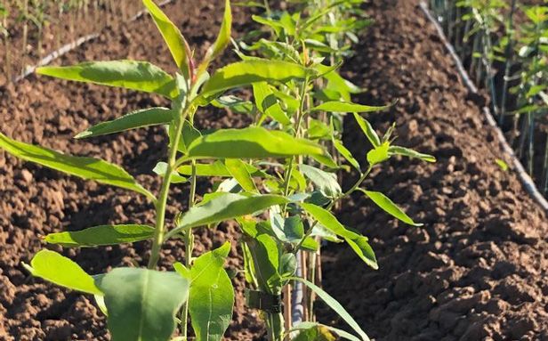 Venta de plantas vivero Castilla La Mancha