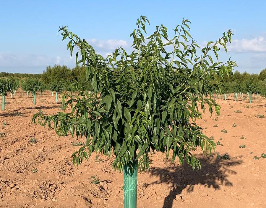 comprar planta de almendro marinada