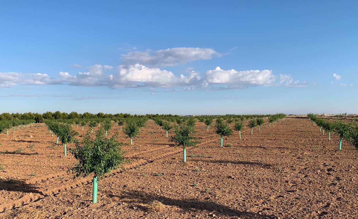 Campo experimental de almendro