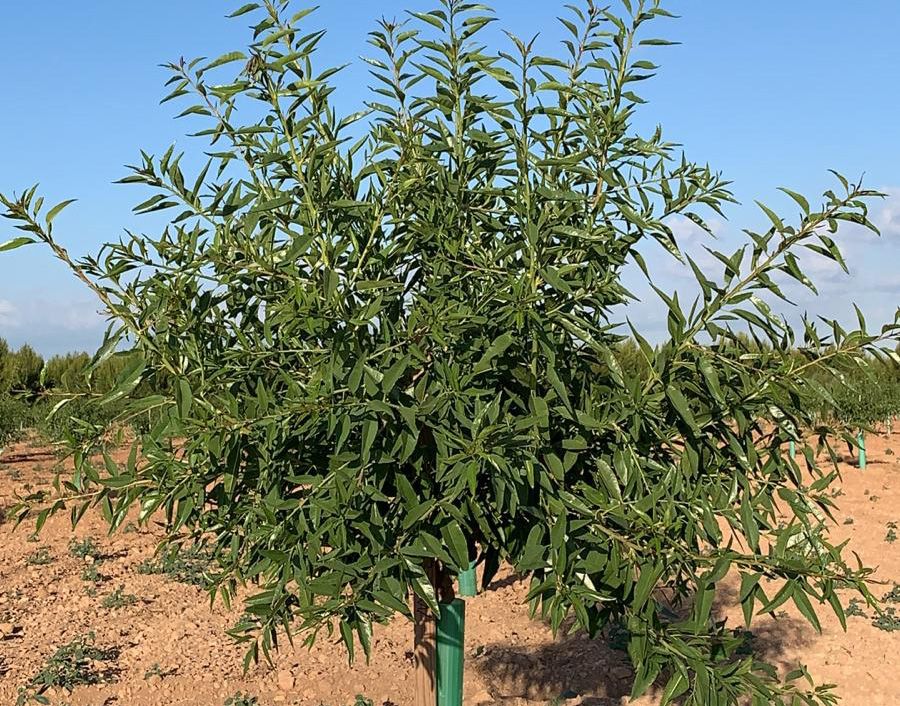 venta de planta almendro belona