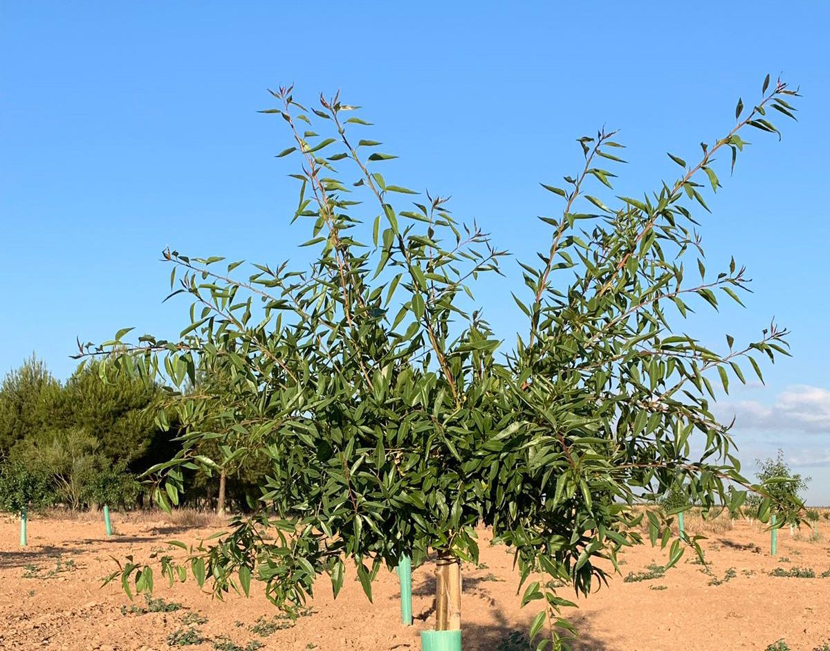 venta de planta de almendro constanti