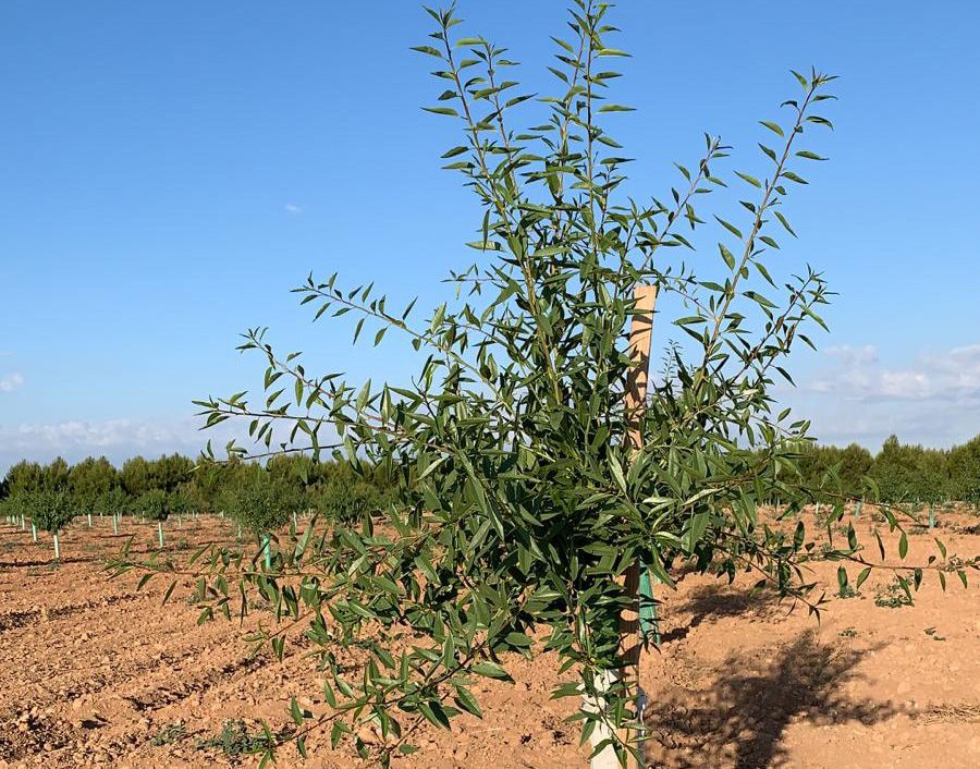 venta de planta de almendro guara