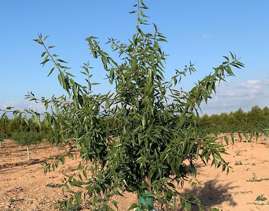 comprar planta de almendro loreanne