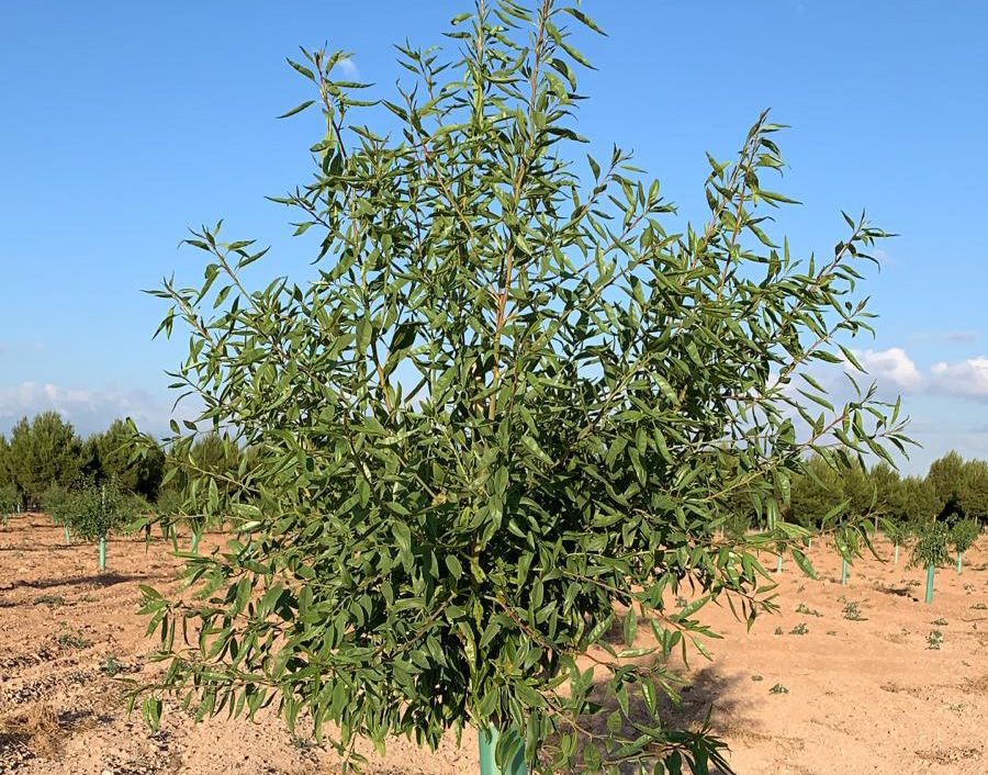 comprar planta de almendro marta