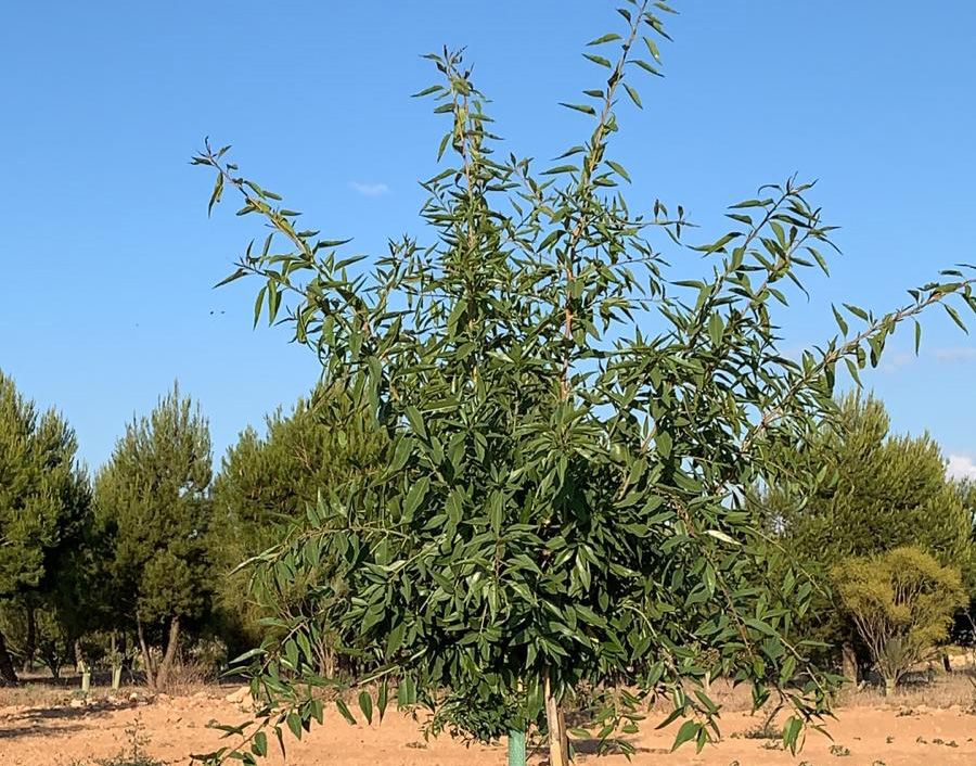 venta de planta de almendro soleta