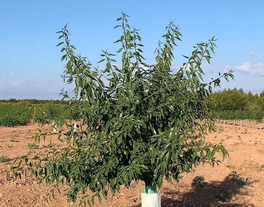 vender planta alemendro vairo